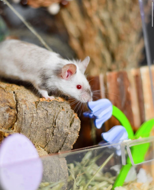 Bell flower - chew safe decorations