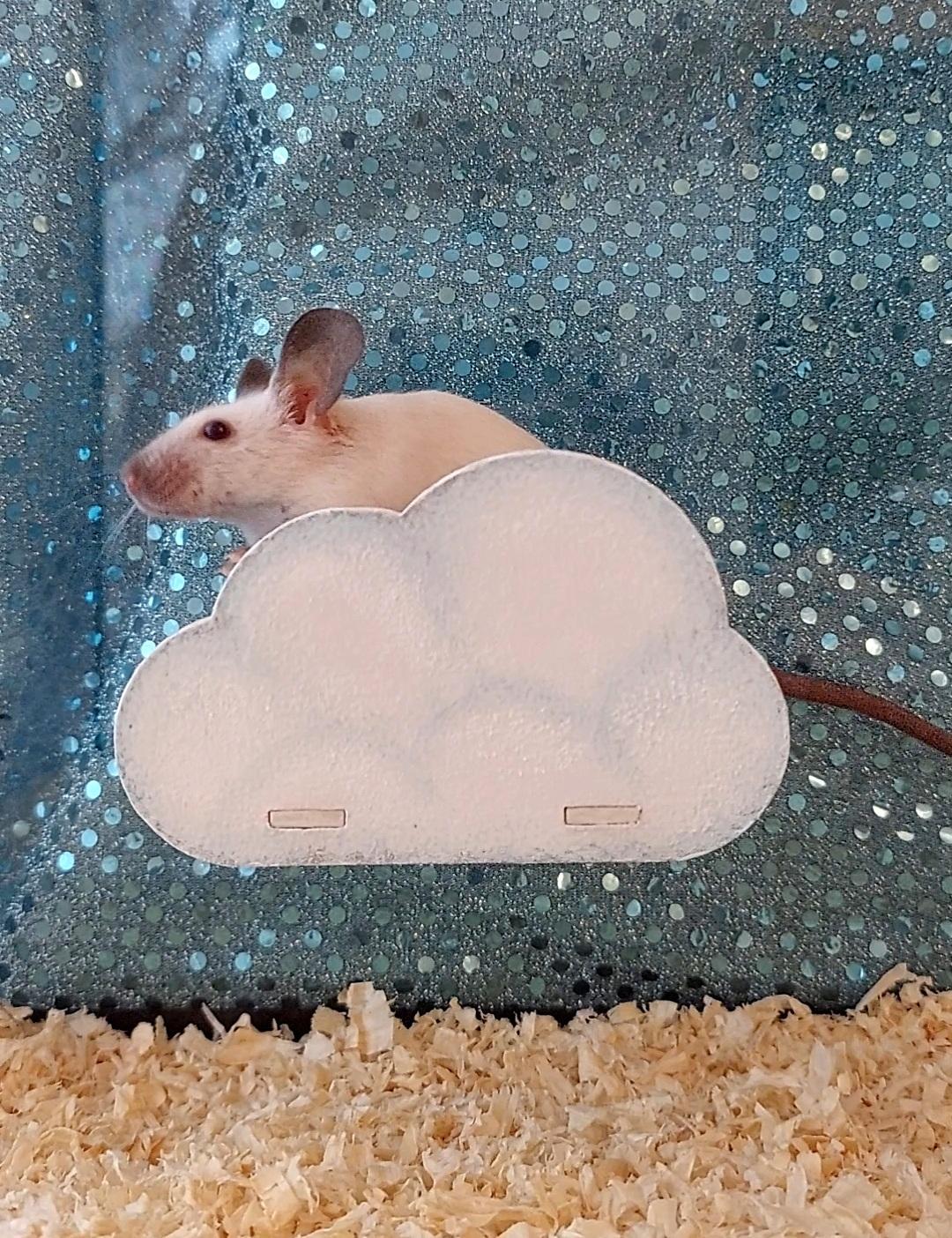 cloud small animal platform